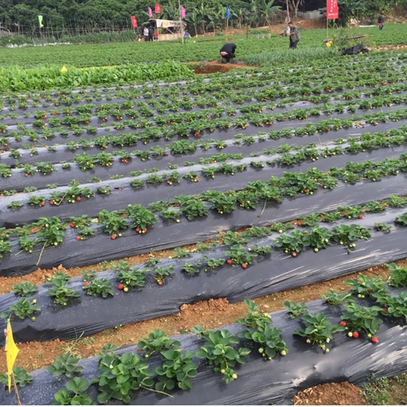 5Holes 95cm*50m 0.02mm Black Garden Vegetable Membrane Agricultural Plants Mulching Seeding Plastic Perforated PE Film