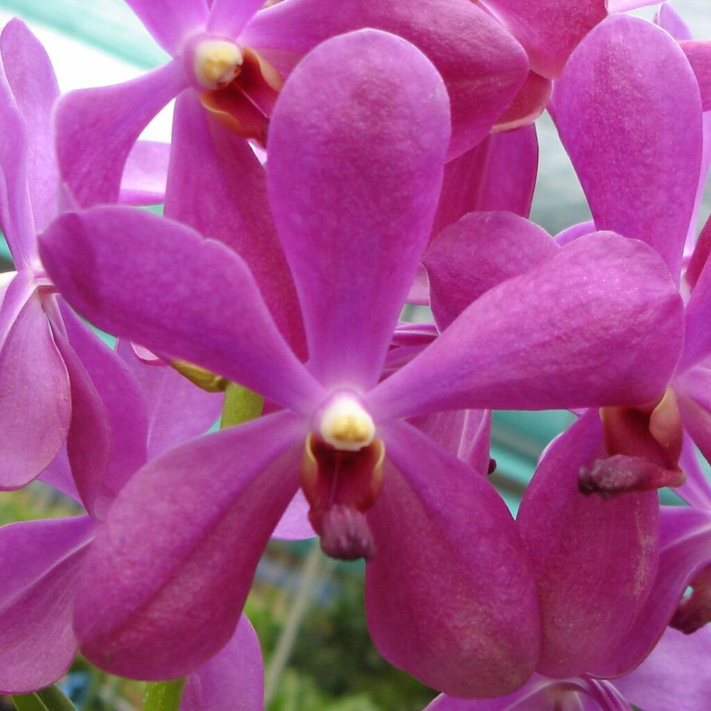 Aranda Noorah Alsagoff Pink (A37)