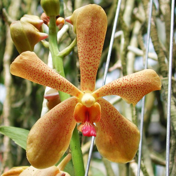 Mokara Sayan × Vanda Kultana Gold (A67)