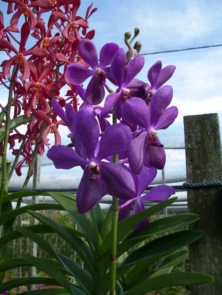Arachnis hookeriana × Vanda Dawn Nishimura (A93)