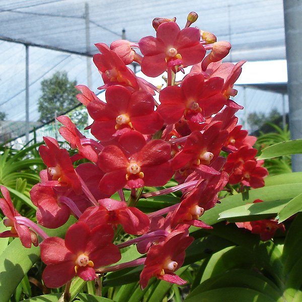 Vascostylis Pine River Red (AC138)