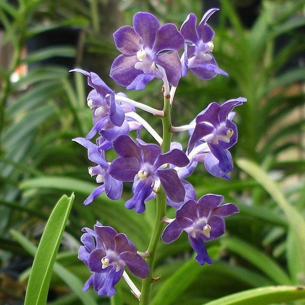 Vascocenda Tham Yuen Hae × Broga Bluebell (AC171)