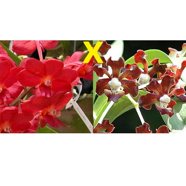 Ascocenda Meda Arnold × merrillii (AC185)