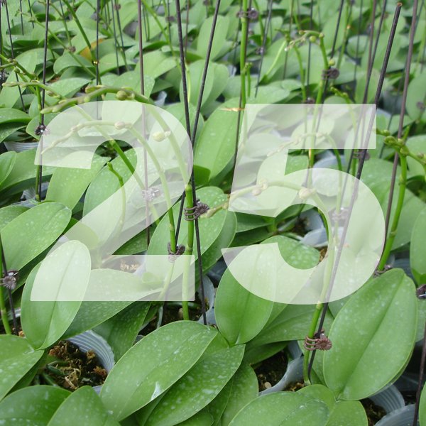 Grower's Pack of 25