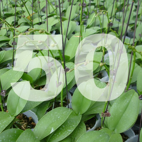 Grower's Pack of 50