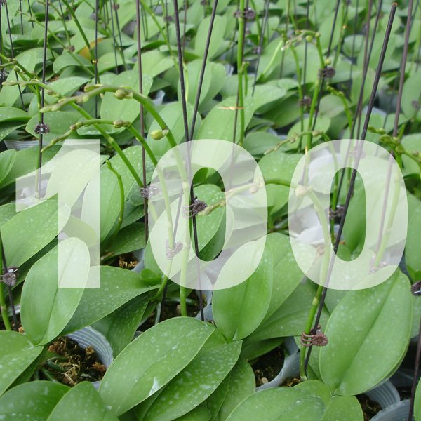 Grower's Pack of 100