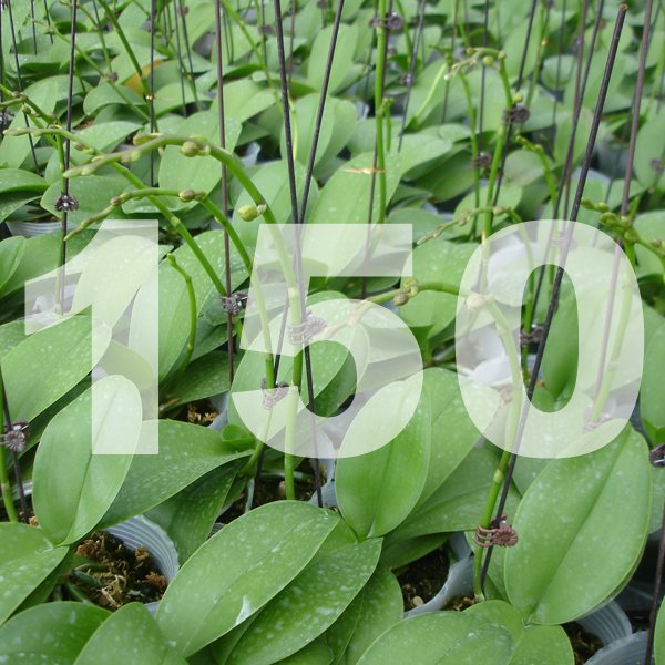 Grower's Pack of 150