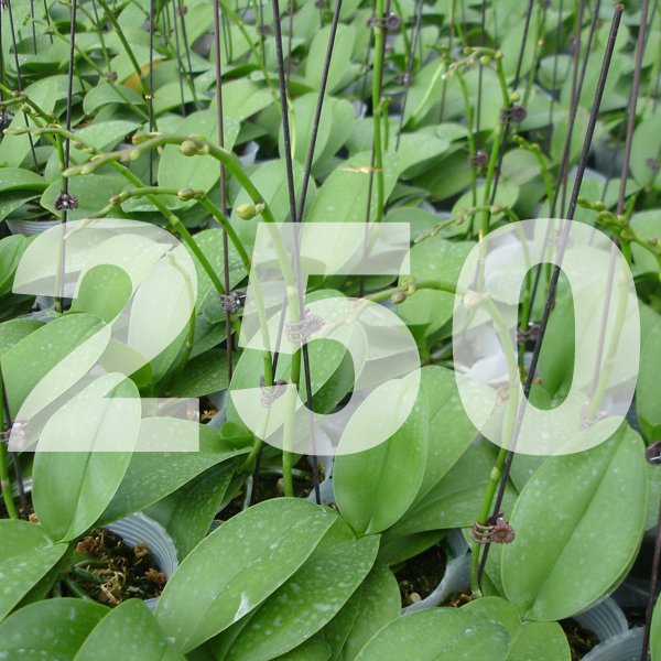 Grower's Pack of 250 (3 Master Case)