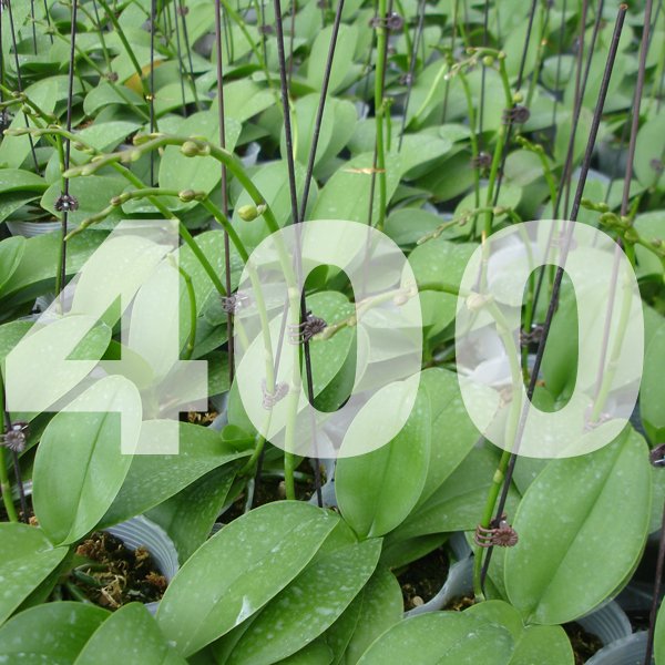 Grower's Pack of 400 (5 Master Case)