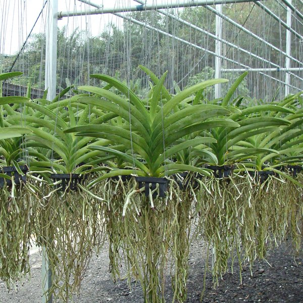 Master case of 50 Hanging Vanda plants