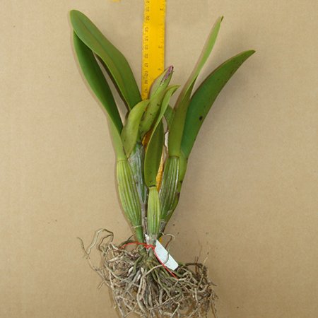 Master case of 120 BAREROOT Cattleya Division Plants