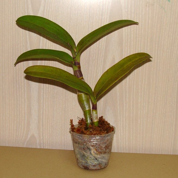 Master case of 100 pot-packed Dendrobium Plants