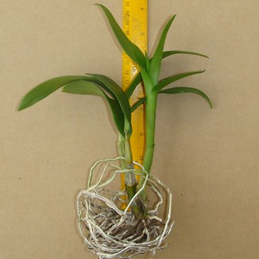 Master case of 120 BAREROOT Dendrobium Plants