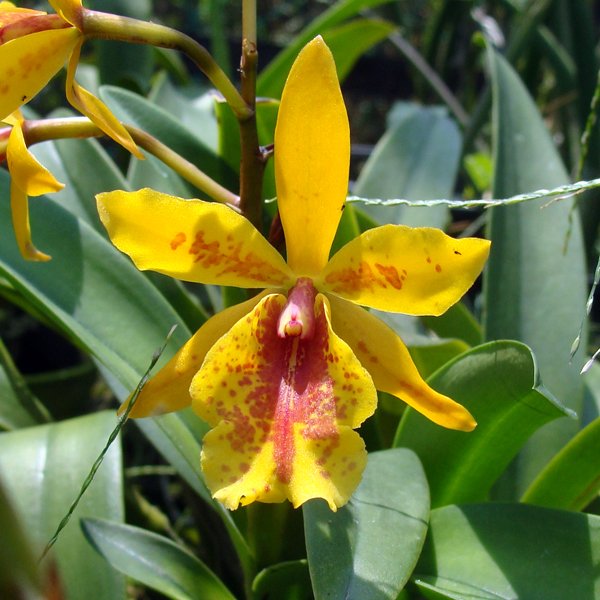 Epilaeliocattleya Don Herman 'Butterball' HCC/AOS (BC134)