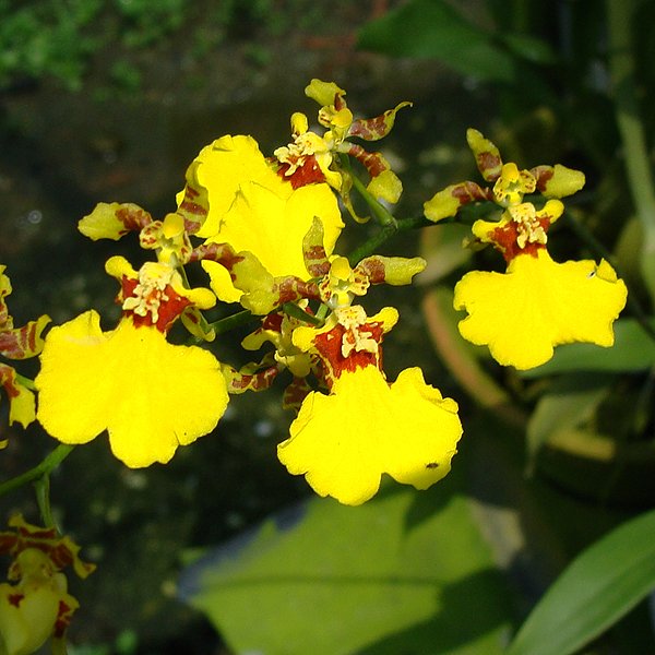 Oncidium Golden Shower (BO109)