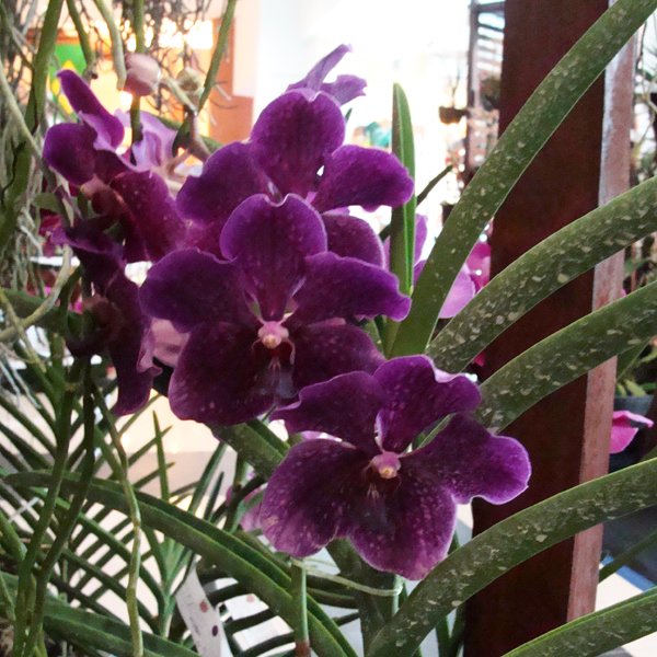 Vanda Memo Sumjit 'Dark Purple' (BV125)