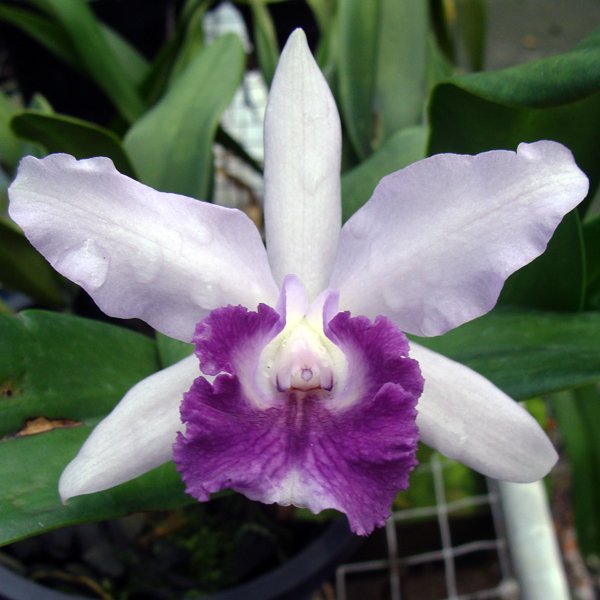 Brassolaeliocattleya Boy's Grotto 'Blue' × Laeliocattleya Intermediate Agui Blue (C113)
