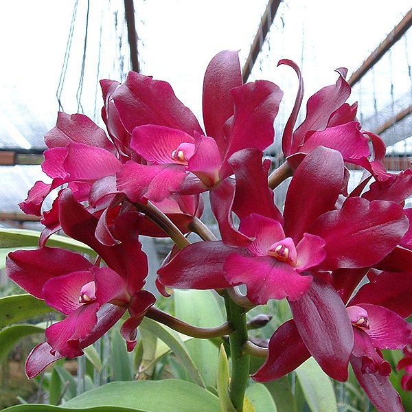 Laeliocattleya Netrasiri Fireball × Laeliocattleya Little Irene (C117)