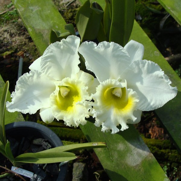 Cattleya Porntip 'Joe' (C131)