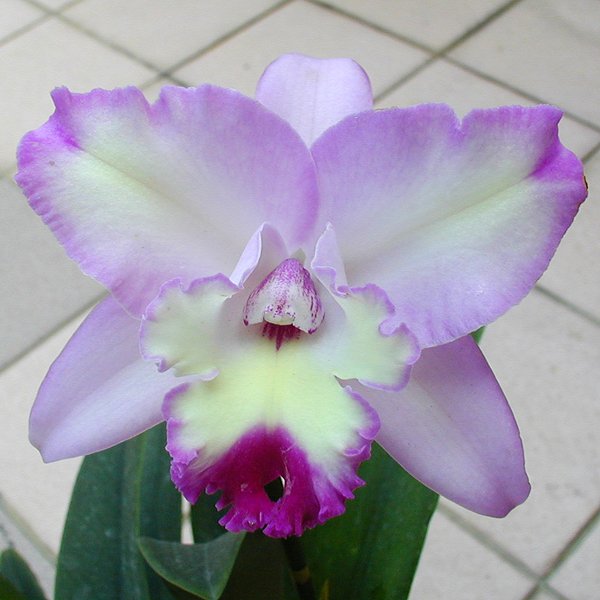 Epidendrum floribundum (C144)