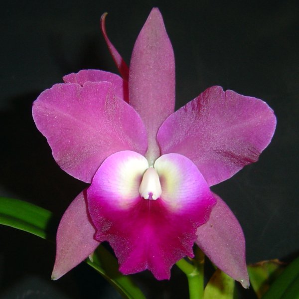 Cattleya Netrasiri Waxy × Love Knot (C167)