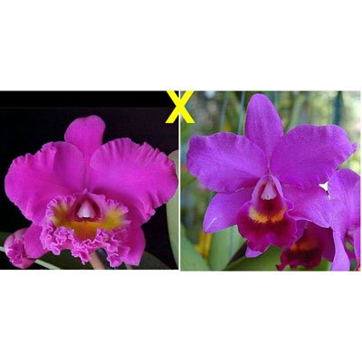 Brassolaeliocattleya Bryce Canyon × C Little Irene (C168)