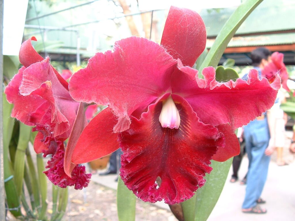 Brassolaeliocattleya Chia Lin 'Red Rose' AM/AOS, SM/JGP (C194)