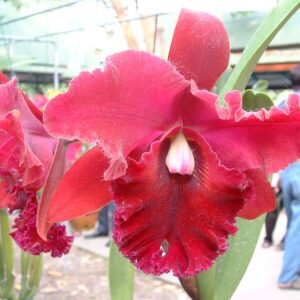 Brassolaeliocattleya Chia Lin 'Red Rose' AM/AOS, SM/JGP (C194)