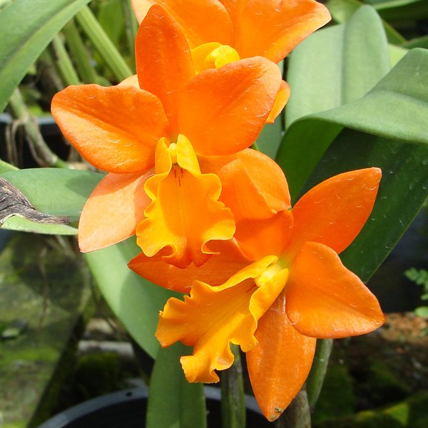 Brassolaeliocattleya Orange Nugget 'Kadooka' HCC/AOS (C195)