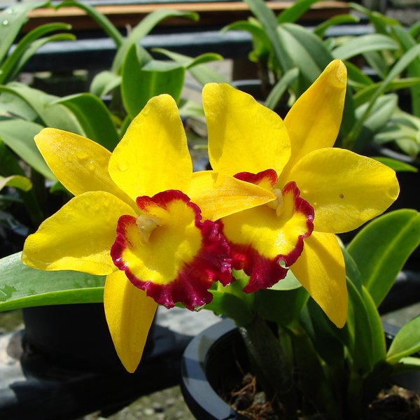 Potinara Thiti 'Chanchai Gold' (C212)