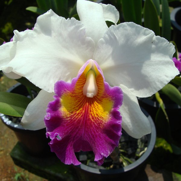 Brassolaeliocattleya Varut Rittinun 'Varutglade' (C235)