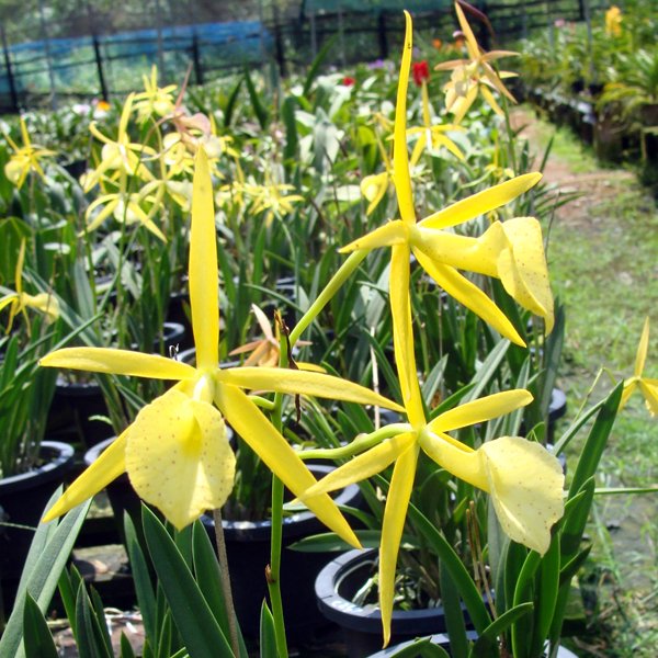 Brassolaelia Yellow Bird (C241)