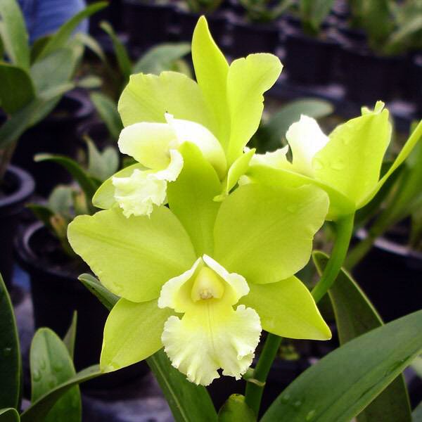 Brassolaeliocattleya Hawaiian Passion 'Carmela' HCC/AOS (C243)