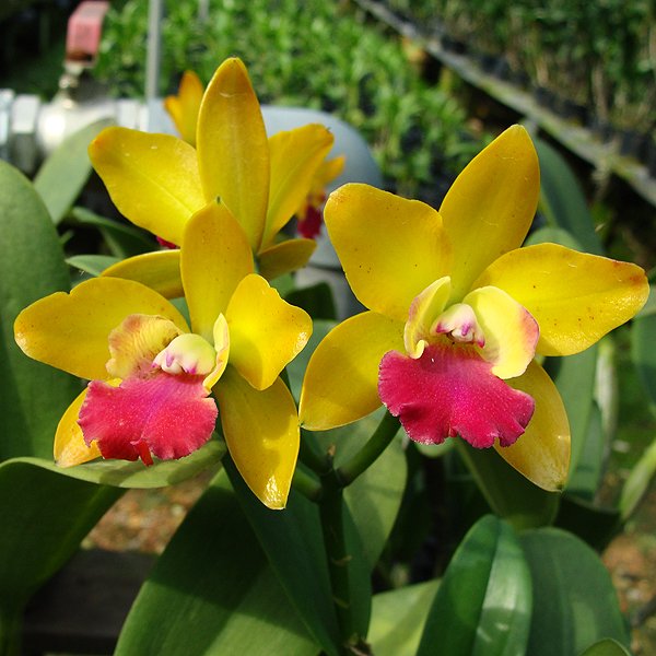 Laeliocattleya Loog Tone 'Orange' (C245)