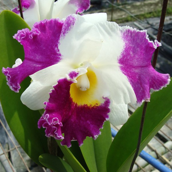 Brassolaeliocattleya White Spark 'Panda' (C255)