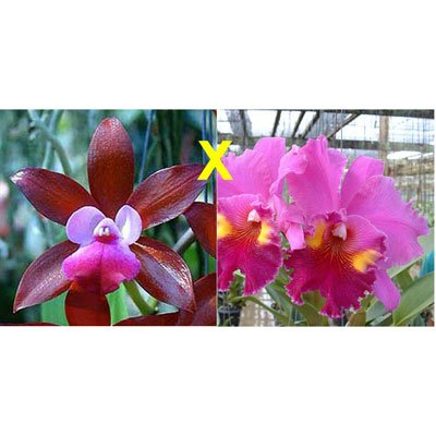 Cattleya Fireball Fame × Blc Lucky Strike (C259)