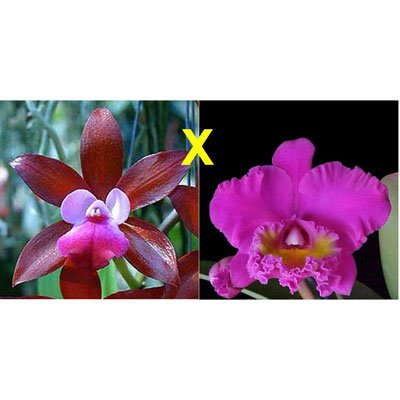 Cattleya Fireball Fame × Blc Bryce Canyon (C271)