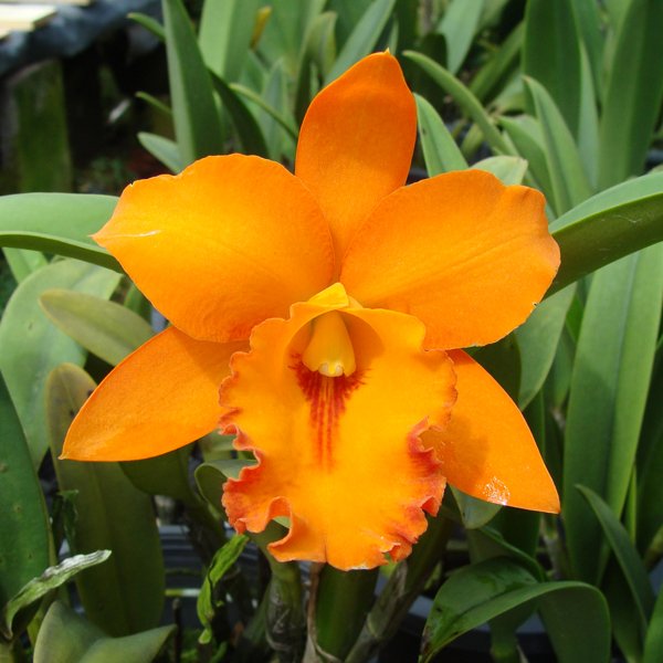 (Potinara Wattana 'Gold' × Brassolaeliocattleya Orange Nugget) × Brassolaeliocattleya Yen 24 Karat (C274)