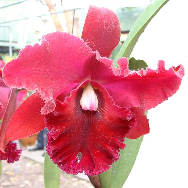 Brassolaeliocattleya Chia Lin FCC AOS (C276)