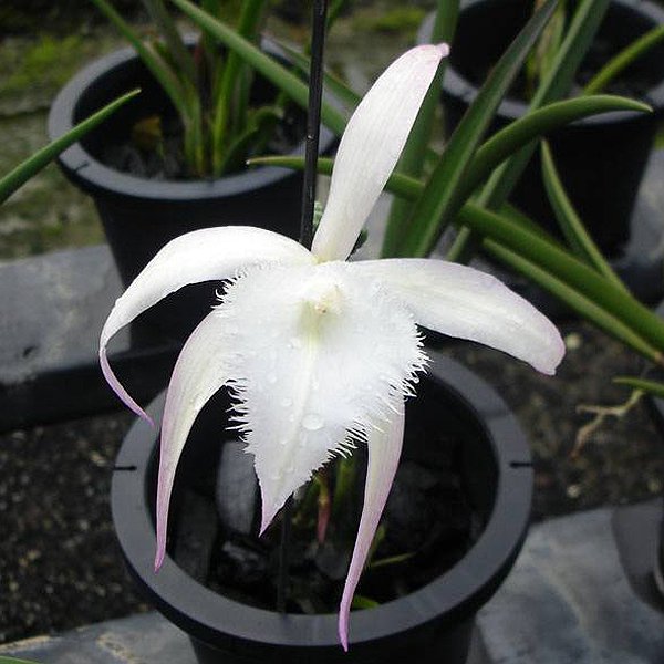 Brassavola David Sander (C284)