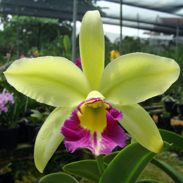 Cattleya Blc Greenwich Elmhurst (C289)
