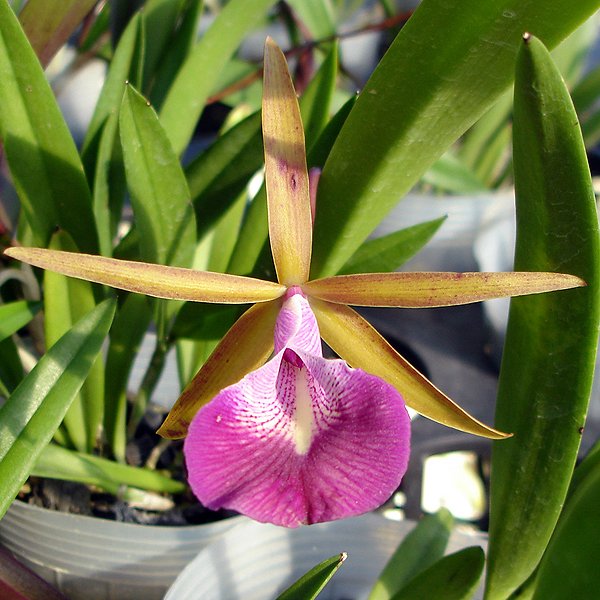 Brassocattleya Nodata Oscar (C302)