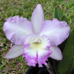 Laeliocattleya Little Girl (C303)