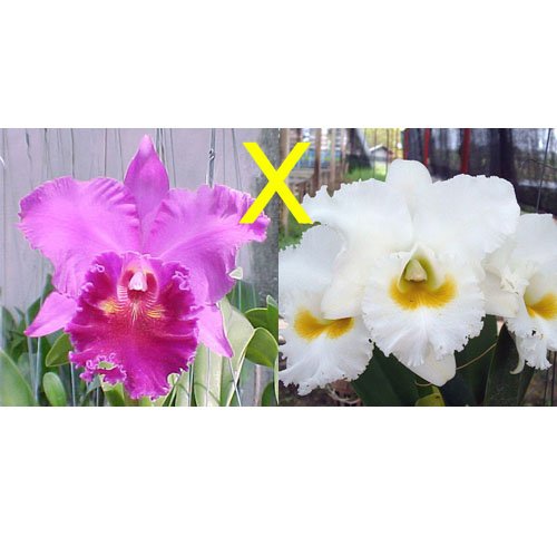 Brassolaeliocattleya Lucky Strike Mongkultrakul AM (C308)