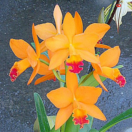 Potinara Love Passion 'Orange' (C315)