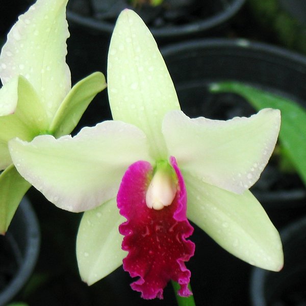 Cattleya Tainaka × C Loddigesii (C329)