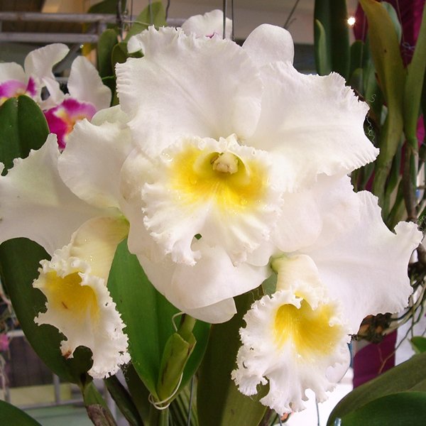 Cattleya Pornthip 'Joe' (C334)