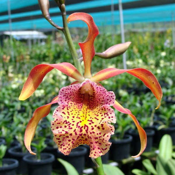 Brassolaeliocattleya Keowee × Schom Splendida (C346)