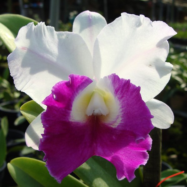 Laeliocattleya Chyung Gun Swan × Laeliocattleya Robert Strait (C347)