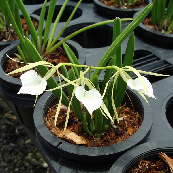 Brassavola nodosa (C355)